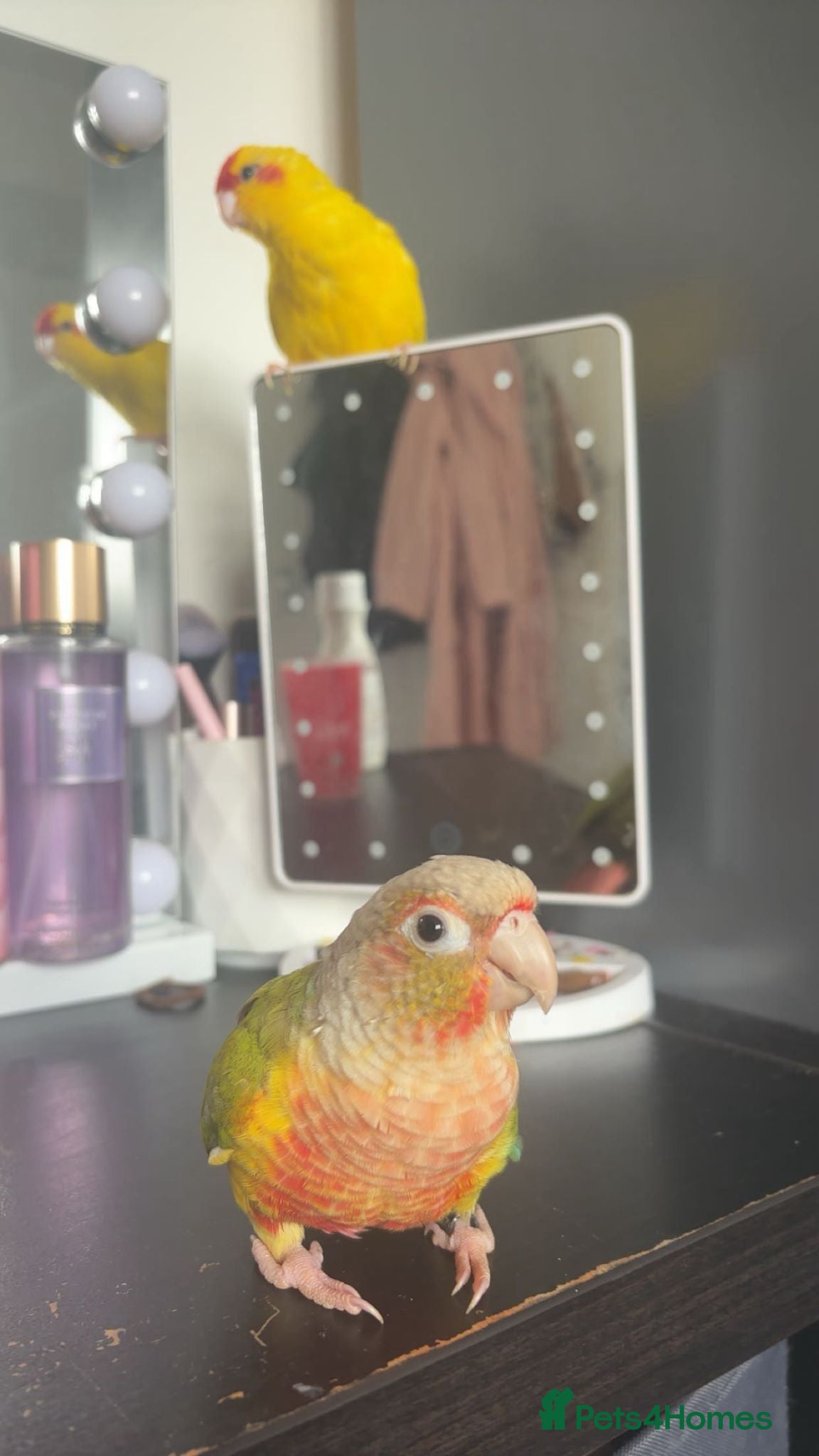 Conures birds Hand tame pineapple conure - Advert 1