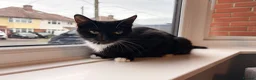 Mixed Breed cats for sale: Four beautiful kittens ready for forever home in Southampton - Advert 9