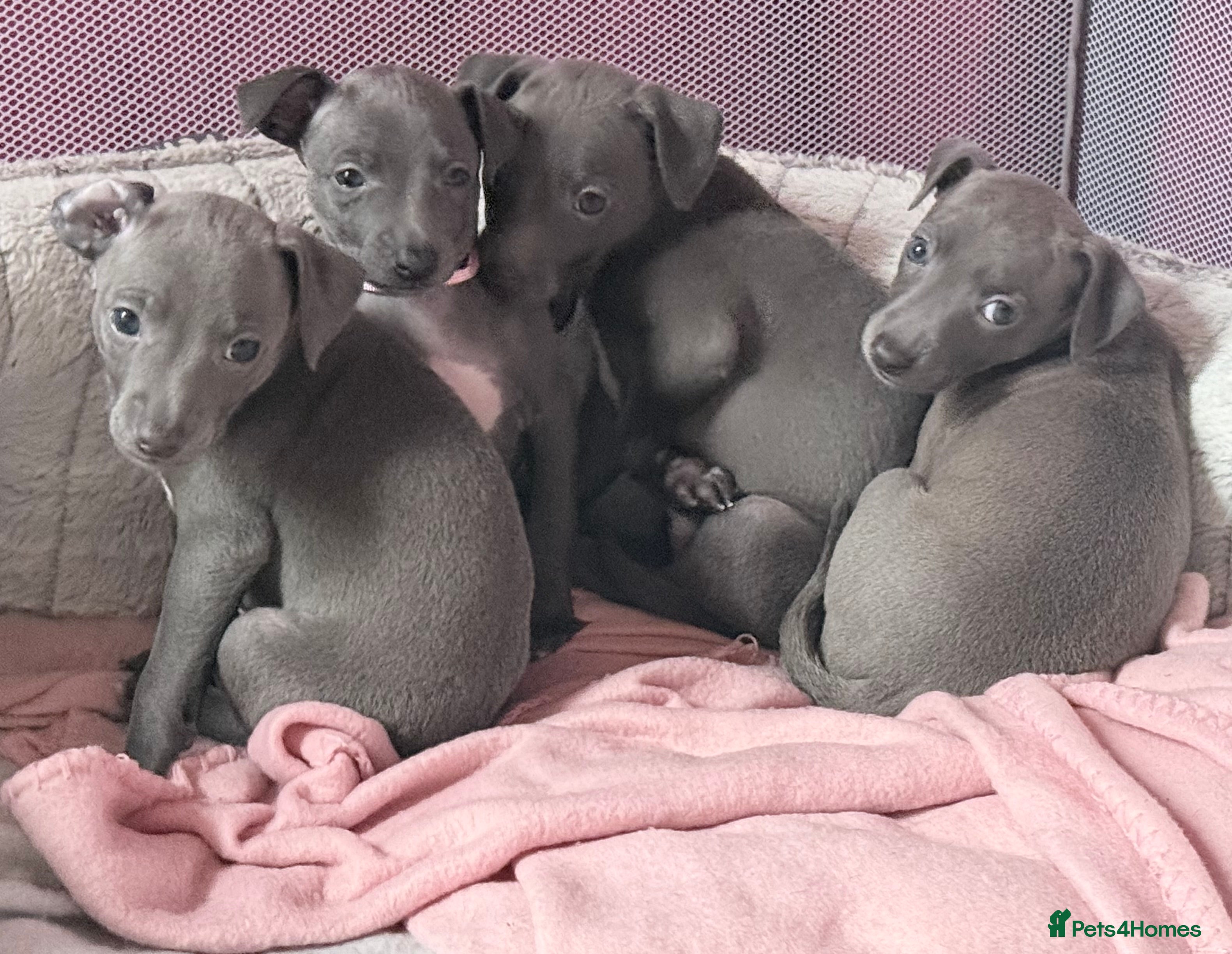 Italian Greyhound dogs Beautiful Italian Greyhound litter  🐾 - Advert 20
