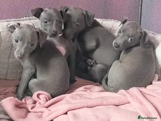 Italian Greyhound dogs Beautiful Italian Greyhound litter 🐾 - Advert 20