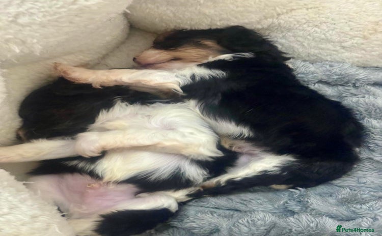 Cavapoo dogs F1 tiny toy cavapoo extensively health tested  - Advert 8