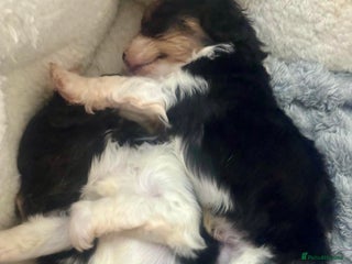 Cavapoo dogs F1 tiny toy cavapoo extensively health tested - Advert 9