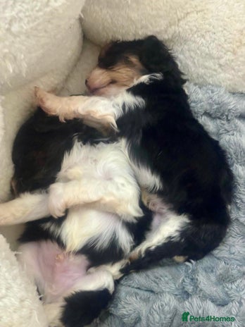 Cavapoo dogs F1 tiny toy cavapoo extensively health tested - Advert 8