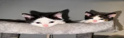 Mixed Breed cats for sale: Mix breed kittens - Advert 6