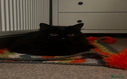 British Longhair cats for sale: Millie, free, longhaired, 9yrs old,  - Image 5
