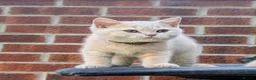 British Shorthair cats for sale: 💕Exceptional Cream British Shorthair Kittens💕💕 - Advert 6