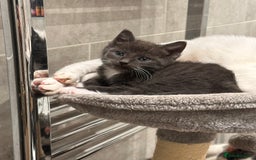 Mixed Breed cats for sale: Beautiful toe eaters!  - Image 2