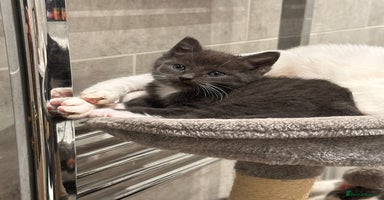 Mixed Breed cats - Advert 4