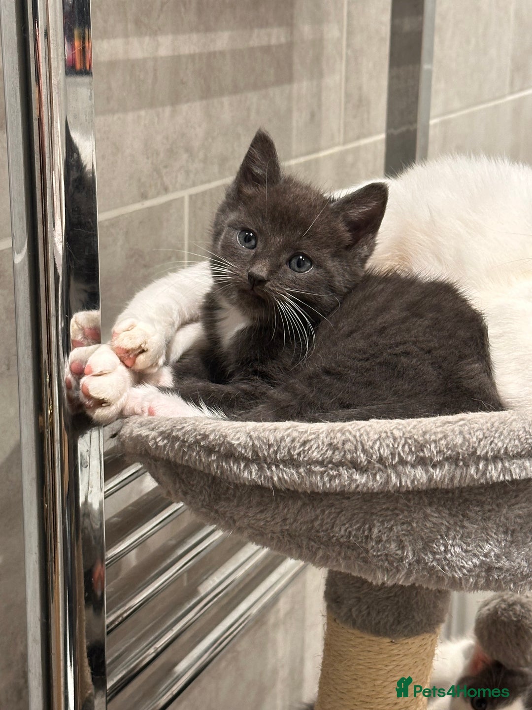 Mixed Breed cats for sale: Beautiful toe eaters!  - Image 2