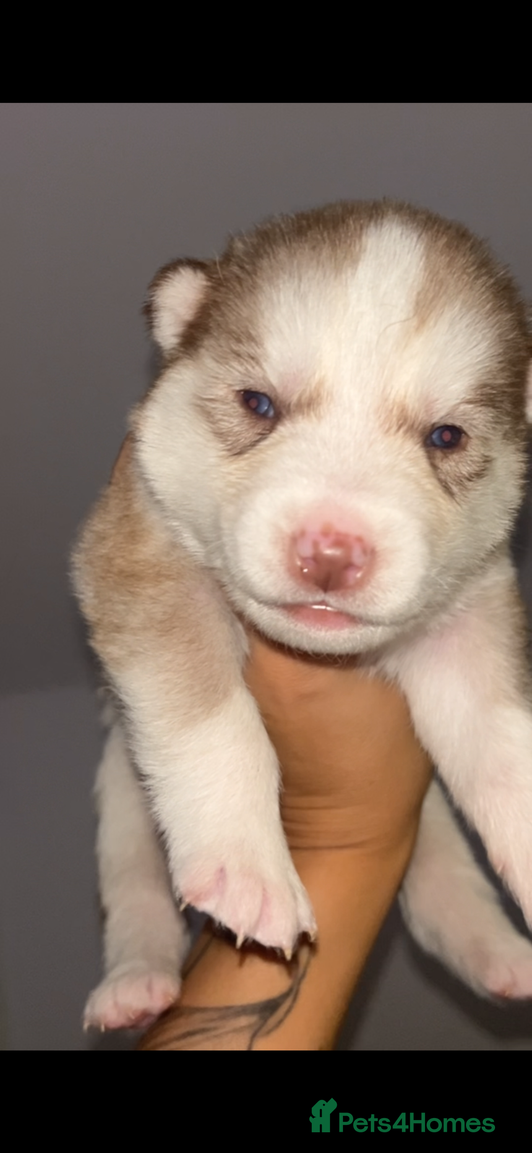 Siberian Husky dogs for sale: STUNNING PURE SIBERIAN HUSKY PUPPIES  - Advert 18