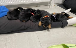 Rottweiler dogs for sale:  TWO LEFT ONLY *READY TO GO NOW* ROTTWEILER PUPS  - Advert 16