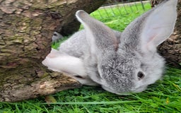 Continental Giant rabbits for sale: Beautiful Pure Giant Continental Babies  - Image 17
