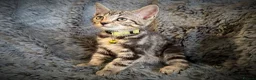 Mixed Breed cats for sale: 9 beautiful kittens looking for new homes  - Advert 6