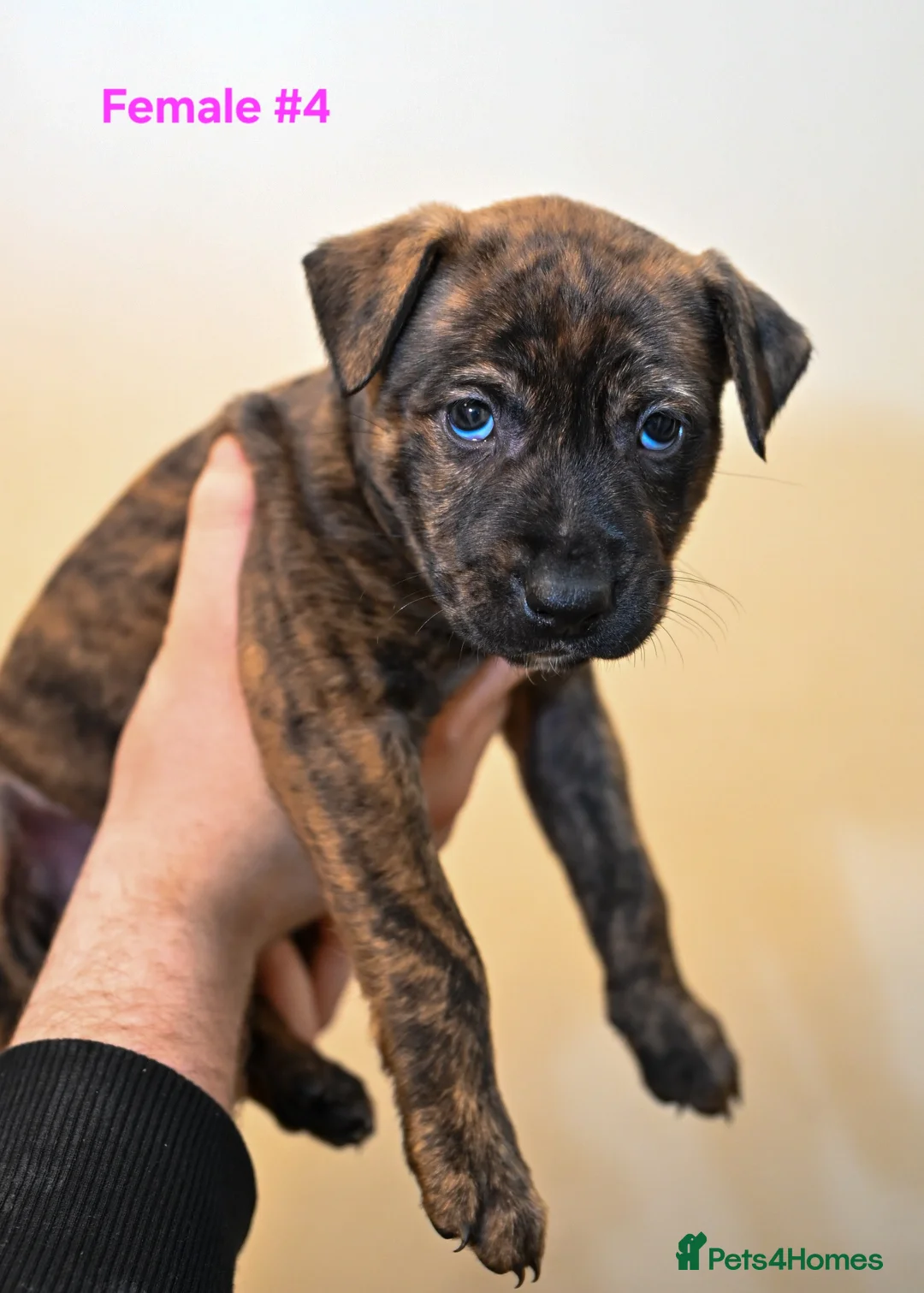 Mixed Breed dogs for sale: 5 Female Bull Lurcher Puppies for Sale - Advert 8