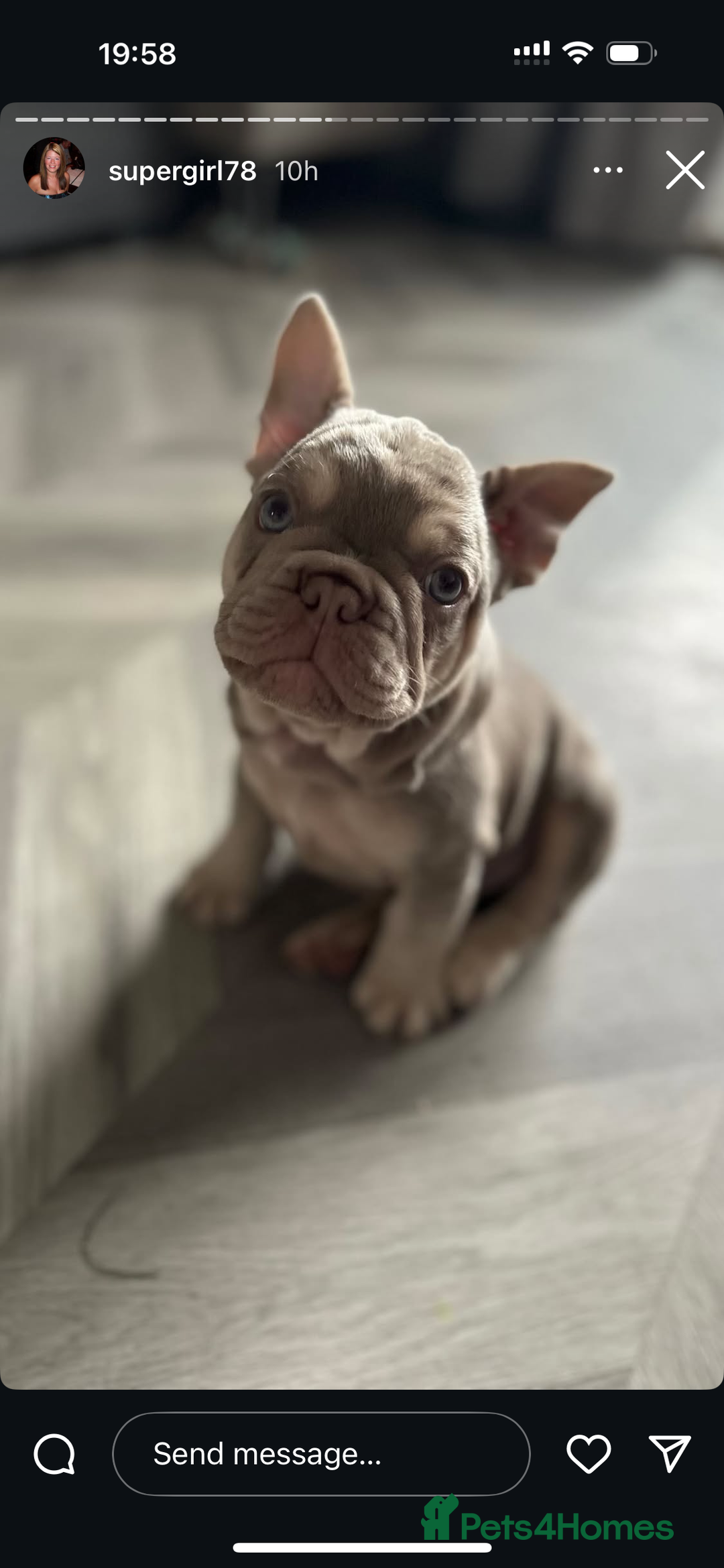 French Bulldog dogs for stud: Stunning Isabella & Tan boy fluffy L4 for Stud in Dundee - Image 19