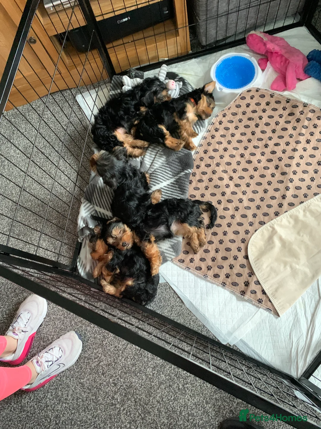 Yorkshire Terrier dogs for stud: Gorgeous Yorkshire terrier stud in Irvine - Advert 5