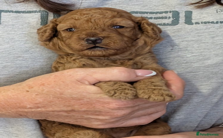 Cavapoo dogs - Advert 1