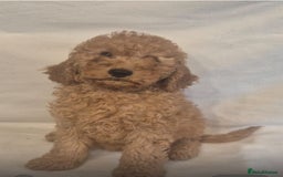 Cavapoo dogs for sale: Extensively Health Tested F1BB Cavapoo Puppies - Image 11