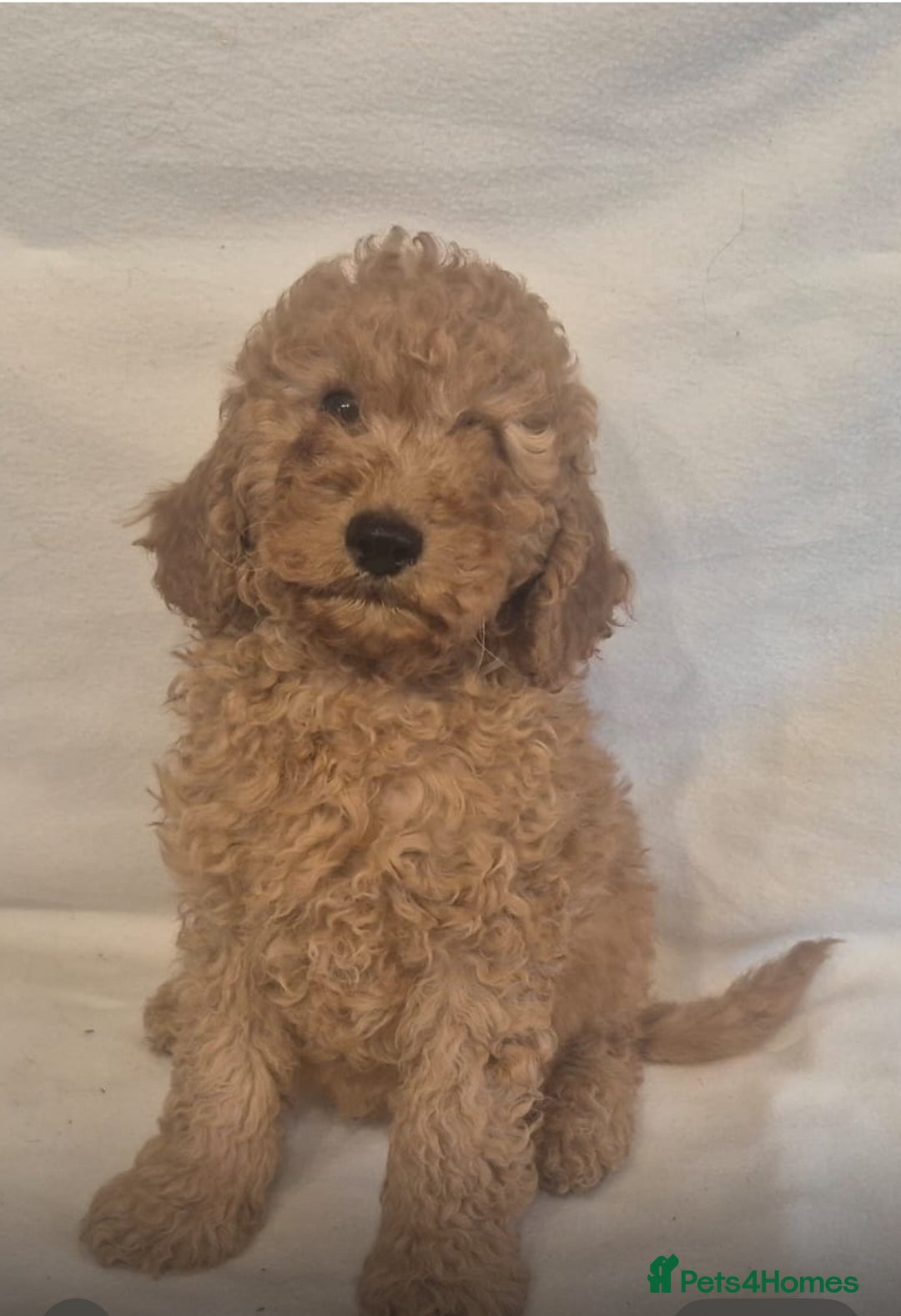 Cavapoo dogs for sale: Extensively Health Tested F1BB Cavapoo Puppies - Image 11
