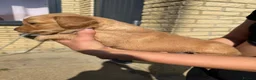 Golden Retriever dogs for sale: Dark Working retriever puppies  - Advert 7