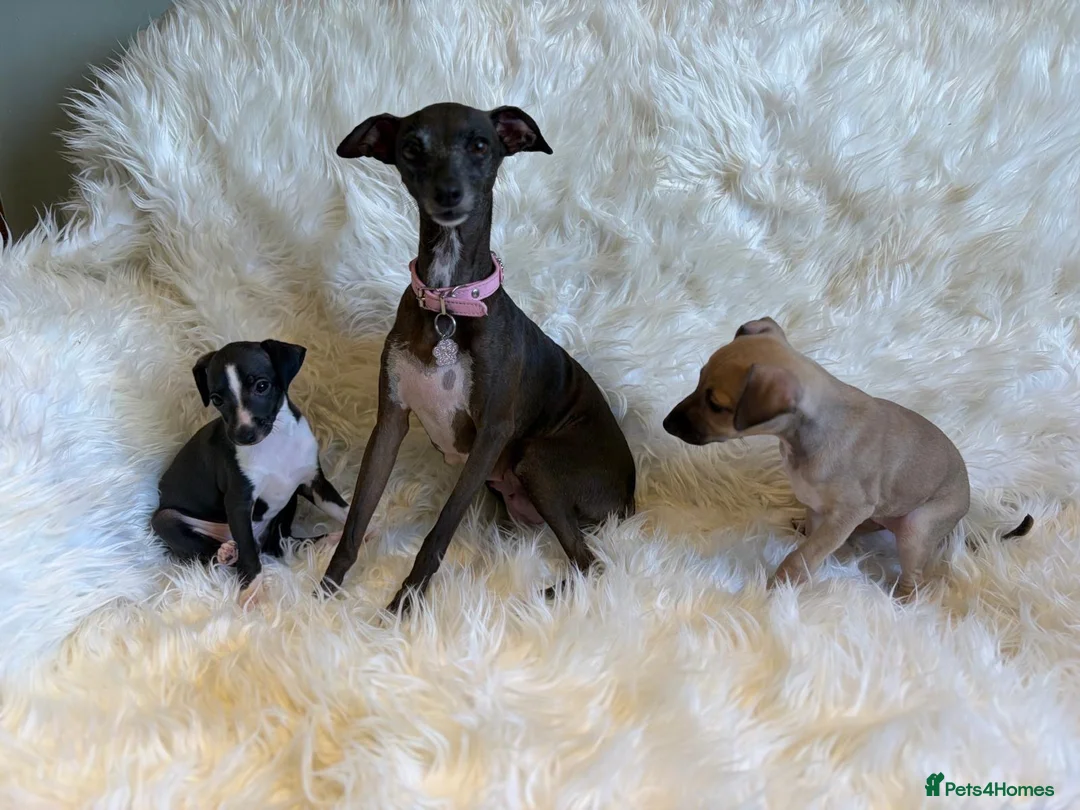 Italian Greyhound dogs for sale: ✨ KC Registered Italian Greyhound puppies ✨ - Advert 1