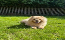Chow Chow dogs for stud: Simba for stud - Image 2