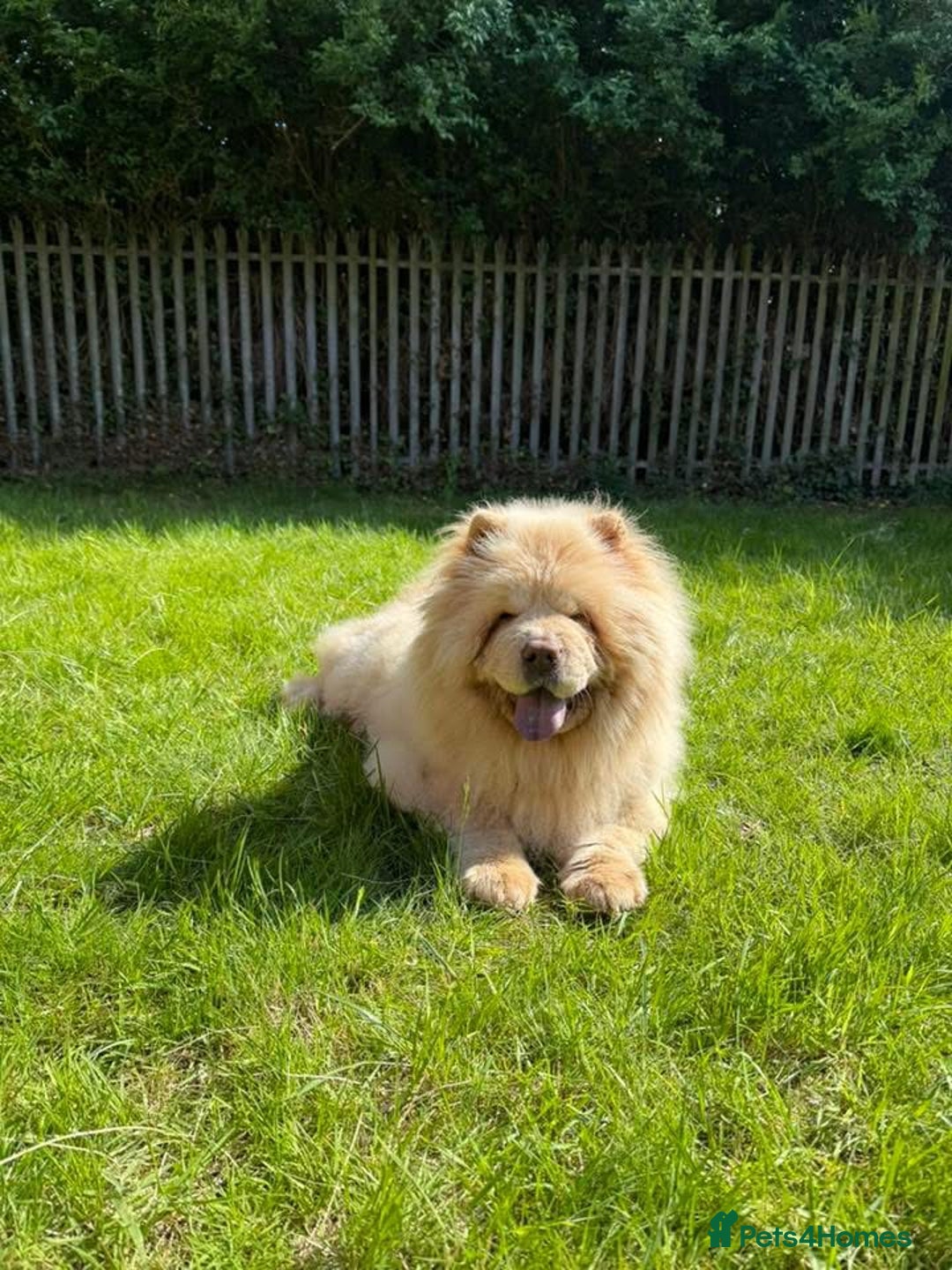 Chow Chow dogs for stud: Simba for stud - Image 2