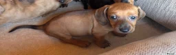 Miniature Dachshund dogs for sale: Miniature dachshunds - Advert 39
