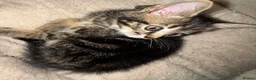 Mixed Breed cats for sale: Kittens  - Advert 4