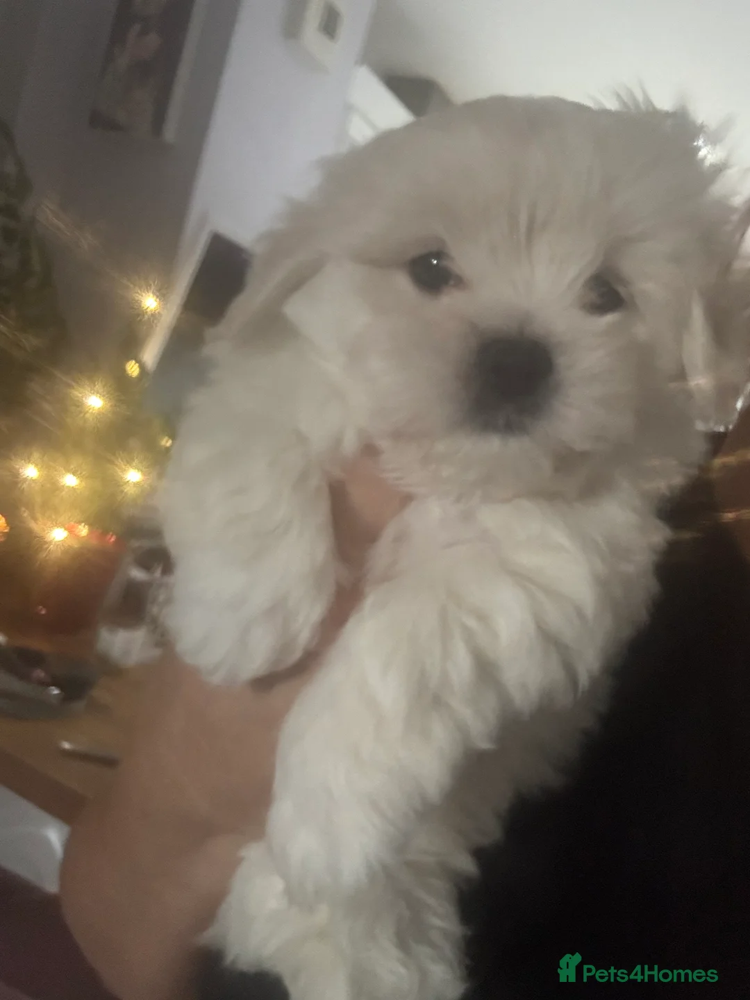 Maltipoo dogs for sale: Maltipoo - Advert 34