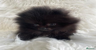 Pomeranian dogs - Advert 3