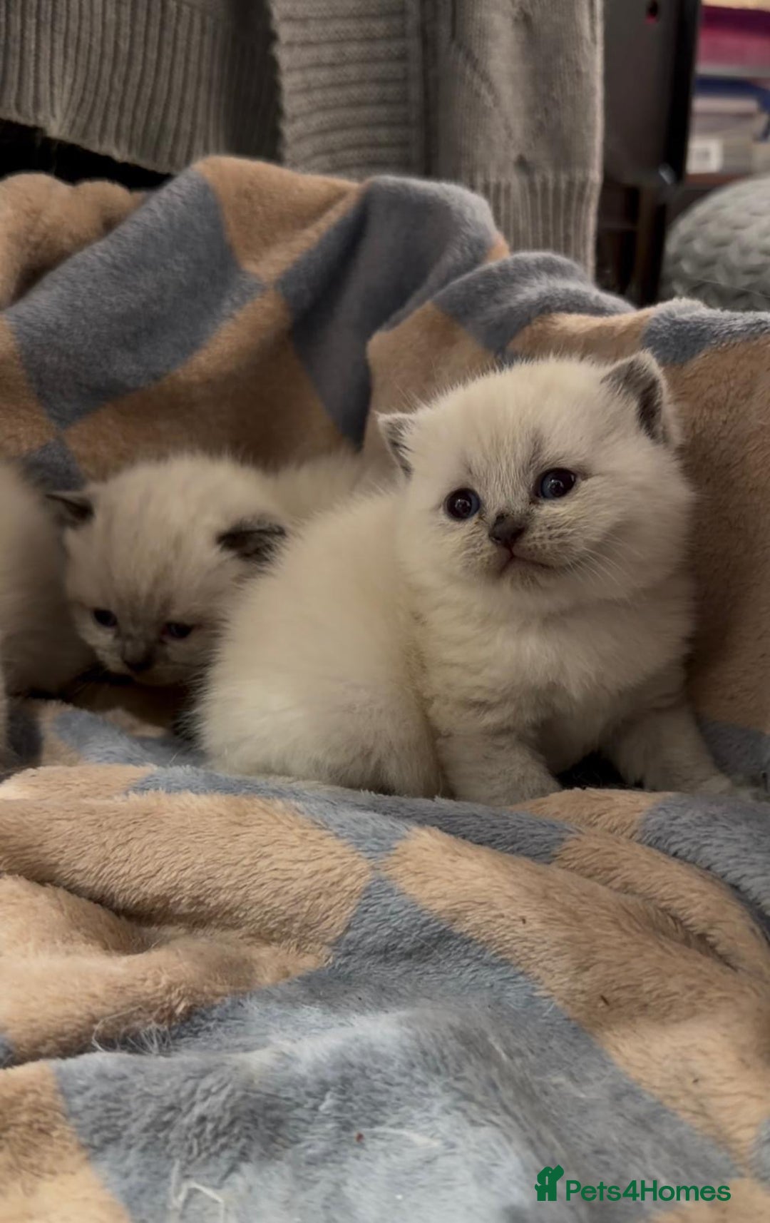 British Shorthair cats for sale: 2 Female 2 Male British Shorthaired kittens  - Advert 3
