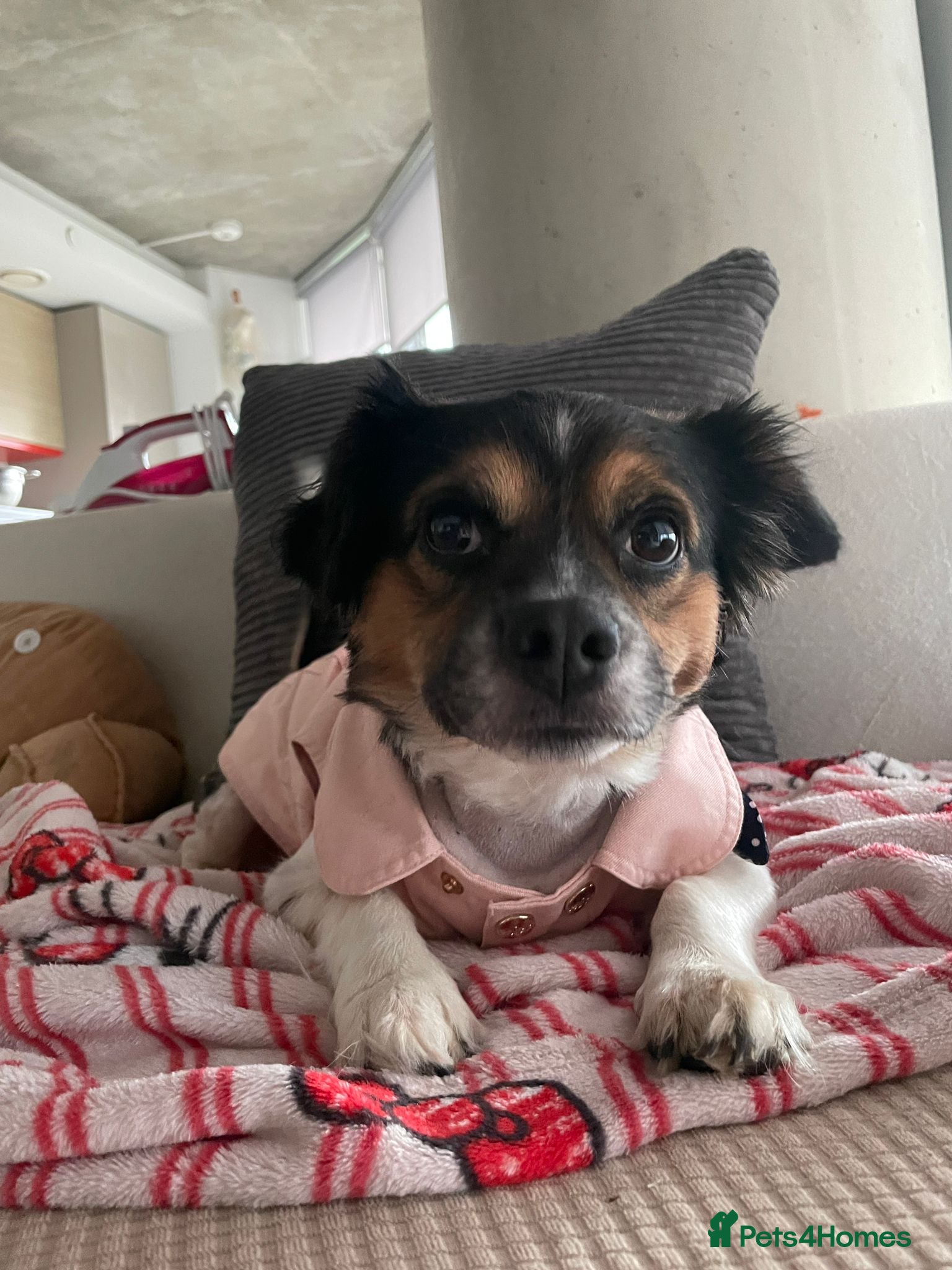 Mixed Breed dogs URGENT REHOME before he is put to sleep tomorrow - Advert 1