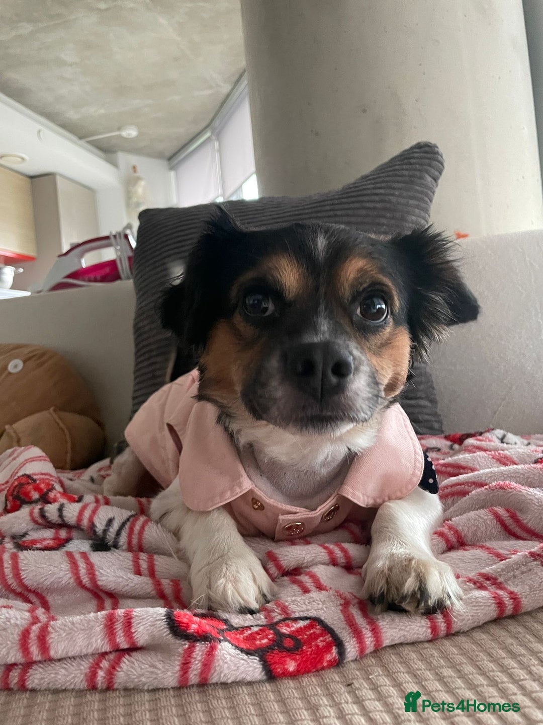 Mixed Breed dogs for sale: URGENT REHOME before he is put to sleep tomorrow - Advert 1