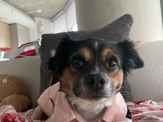 Mixed Breed dogs URGENT REHOME before he is put to sleep tomorrow - Advert 15