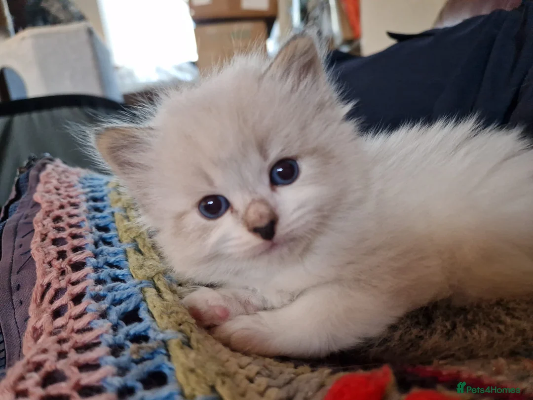 Siberian cats for sale: Gorgeous Siberian Neva Masquerade Kittens in Holyhead - Advert 14