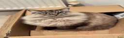Ragdoll cats for sale: Lynx Tabby very large boy - Advert 5