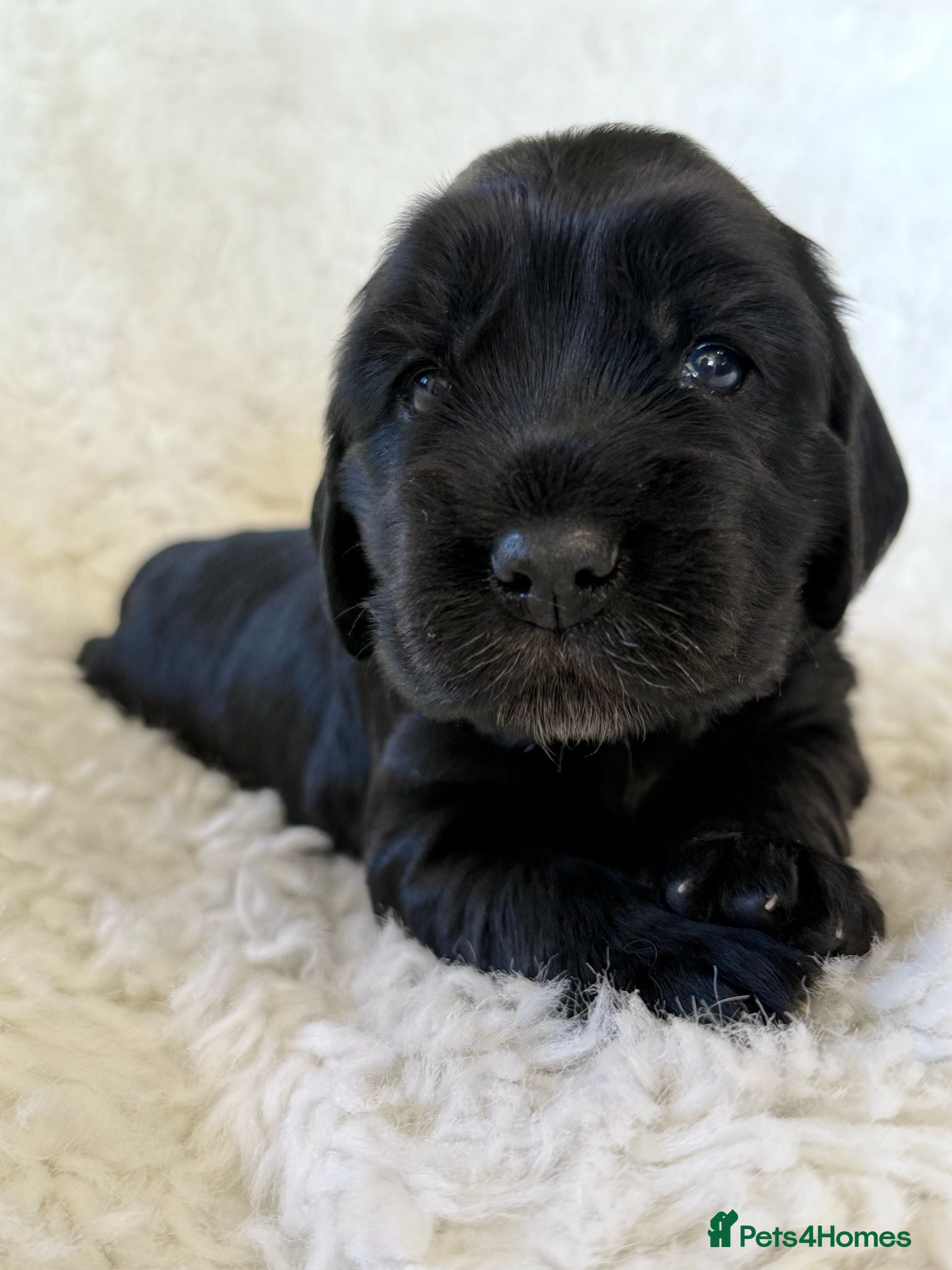 Cocker Spaniel dogs Health Tested KC Reg Showline Cocker Spaniel Pups - Advert 1