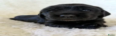Cocker Spaniel 1