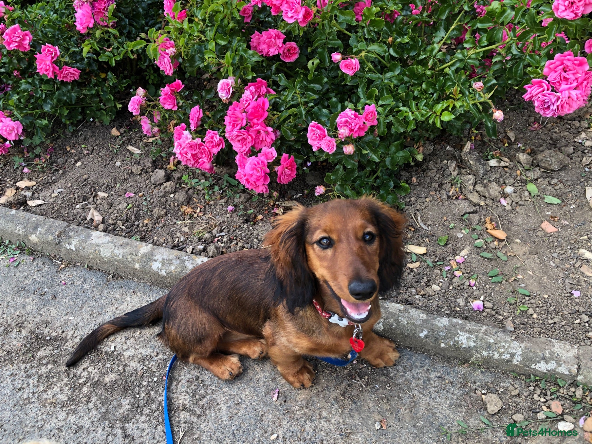 Miniature Dachshund dogs K.C Longhaired Miniature Dachshund - Advert 4