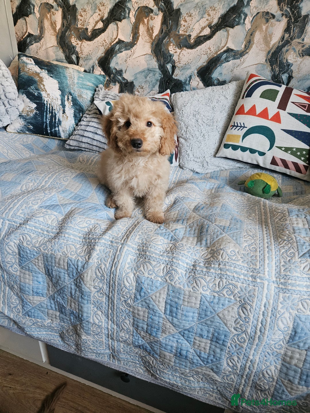 Cockapoo dogs for sale: Cockapoo - Advert 8