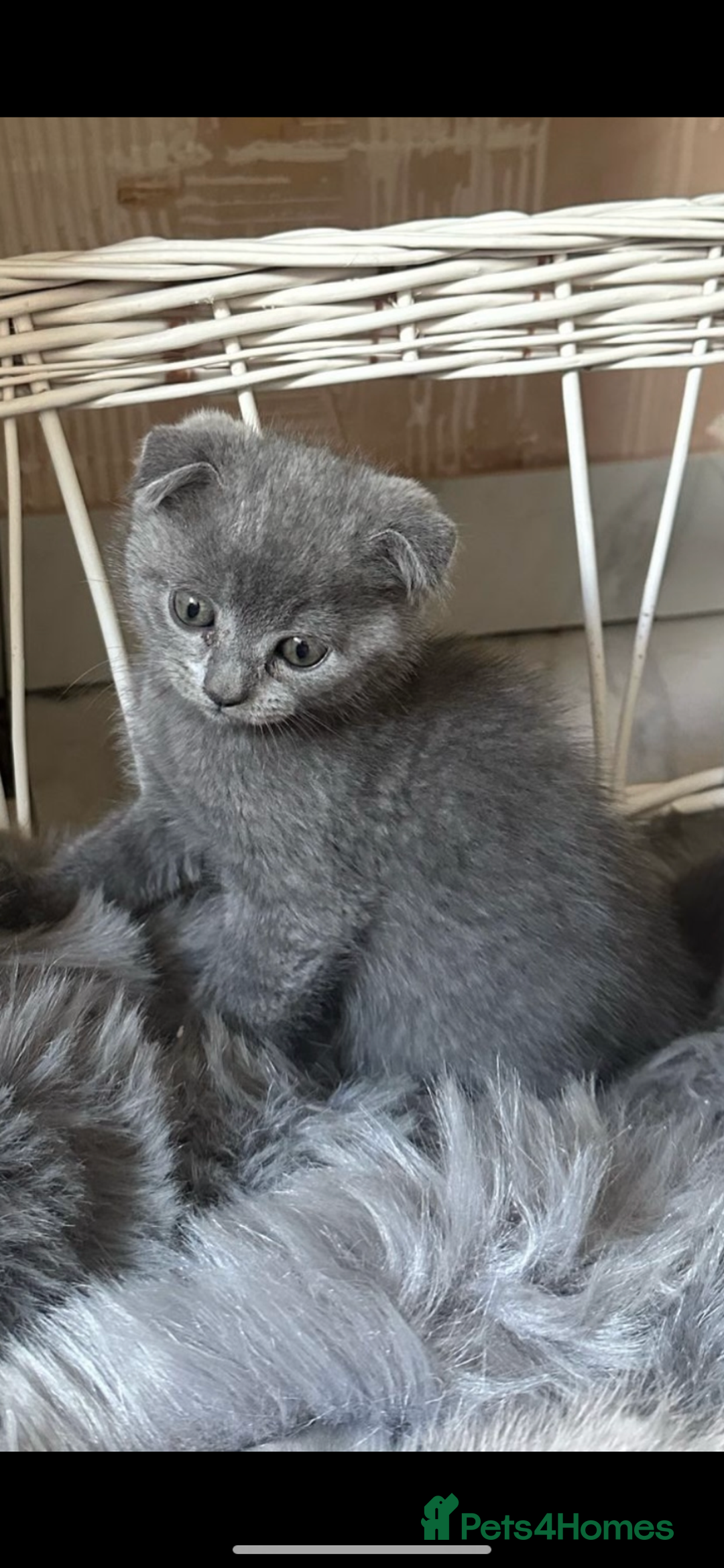 Scottish Fold cats for sale: Scottish fold kittens - Image 2