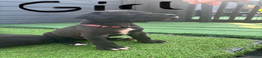 Great Dane Puppy 2