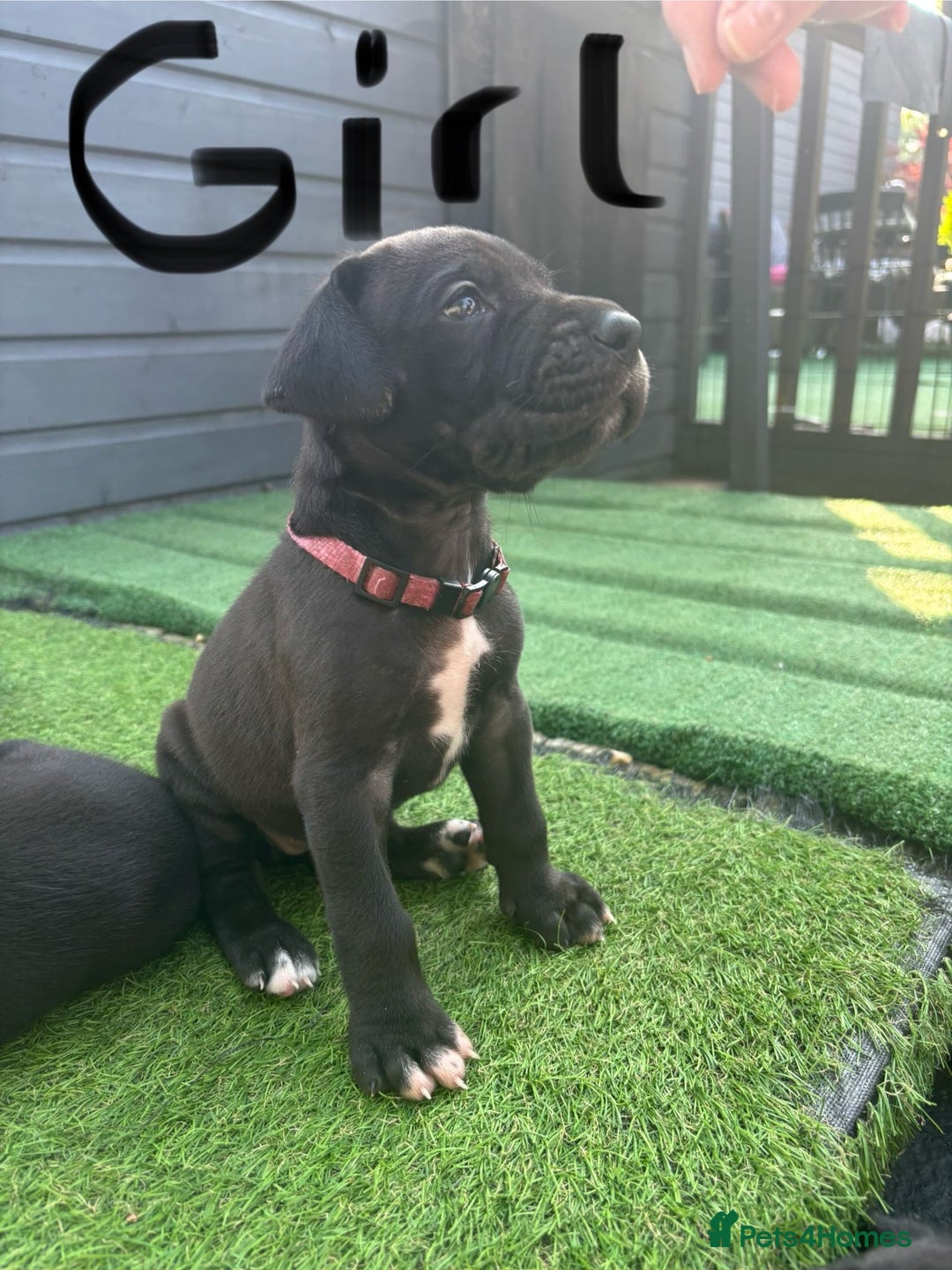 Great Dane dogs for sale: Highest health tested GD pups uk - Image 9