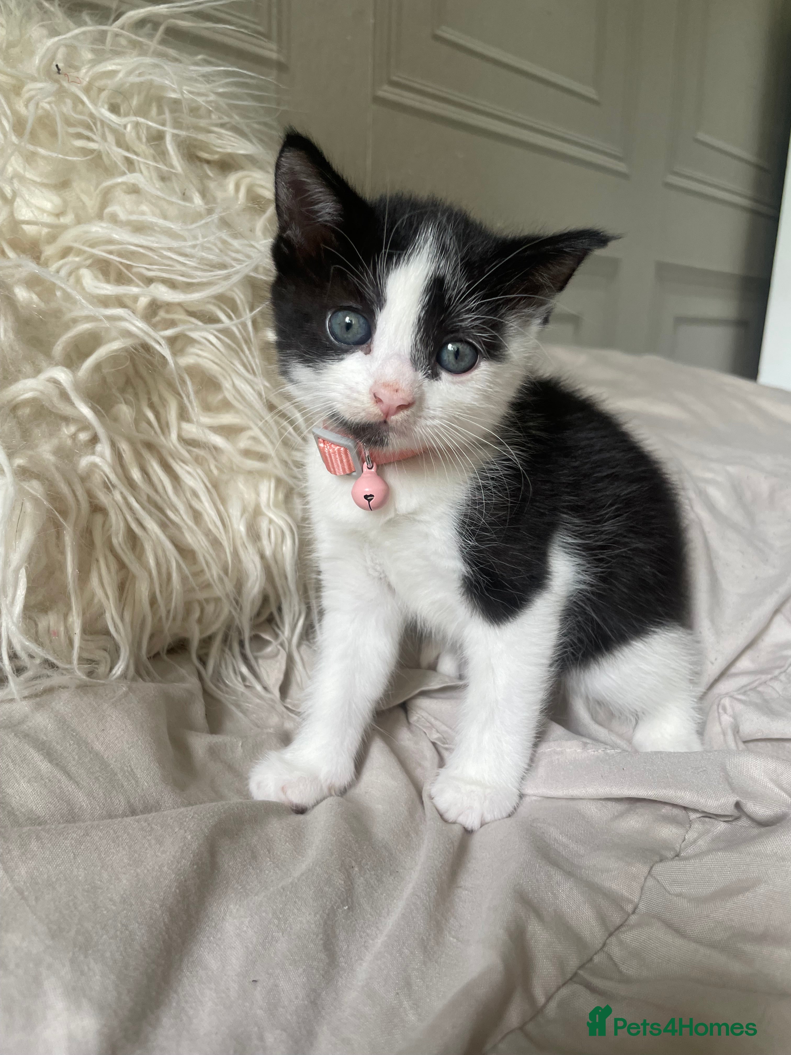Mixed Breed Kitten 3