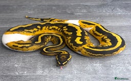 Python Snake reptiles for sale: 0.1 YB Pied 100% Het Hypo & 1.0 Pied Het Hypo - Image 2
