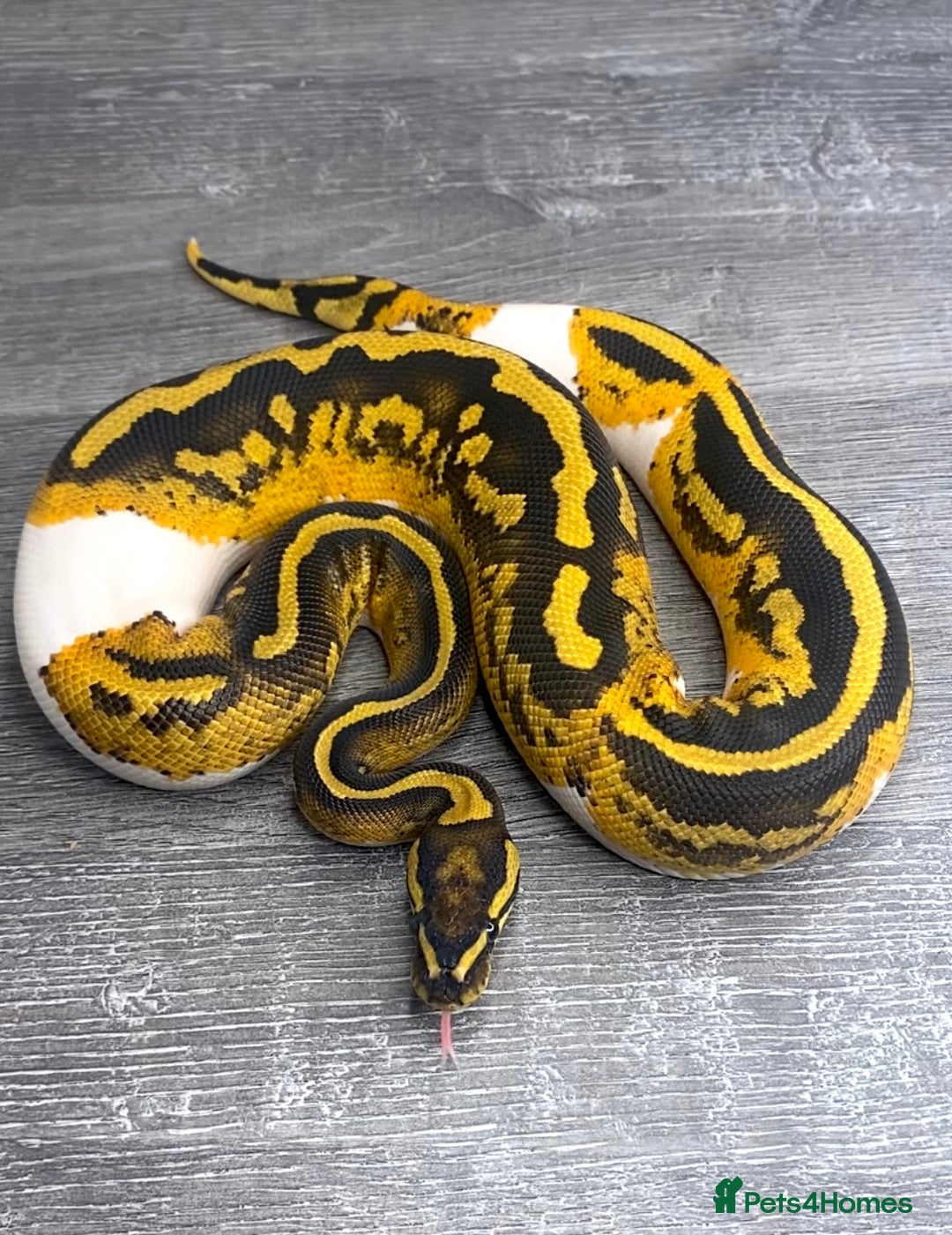 Python Snake reptiles for sale: 0.1 YB Pied 100% Het Hypo & 1.0 Pied Het Hypo - Image 2