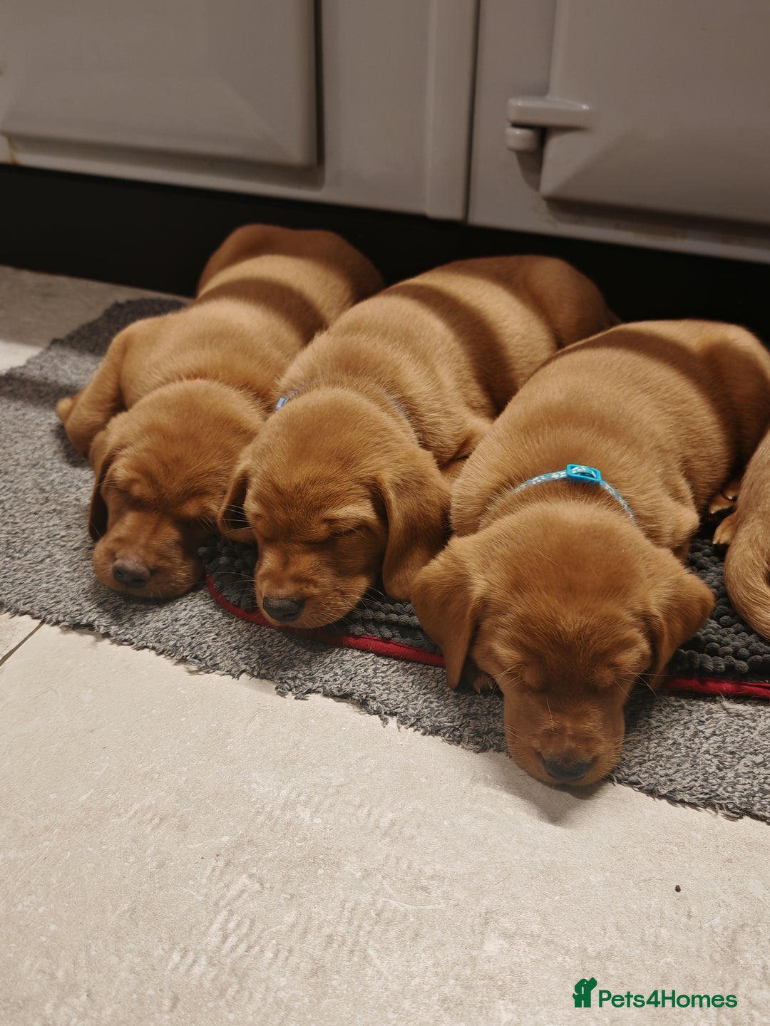 Labrador Retriever dogs for sale: Fox Red Labrador Puppies, last two boys - Advert 5