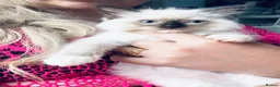 Ragdoll cats for sale: 5 Stunning Ragdoll dolls  - Advert 5