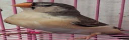 Finches birds for sale: MUTATION ZEBRA FINCHES ORANGE BREAST BLACK FACE - Advert 16